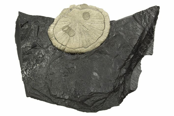 Pyrite Sun on Slate - Sparta, Illinois #315867